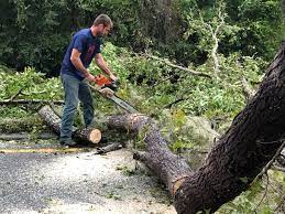 How Our Tree Care Process Works  in  Harrisburg, SD